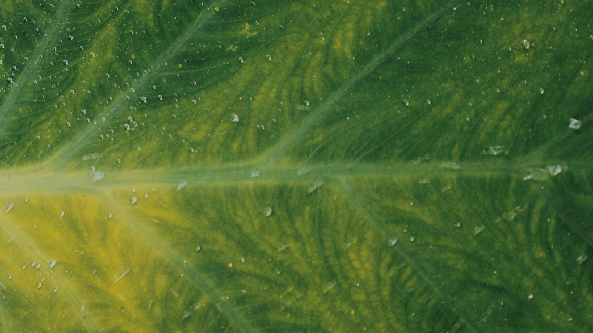 How Probiotic Cleaning Mimics Nature’s Own Ecosystem