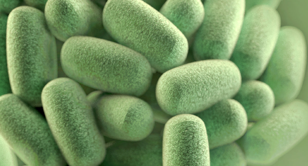 What are Probiotics?